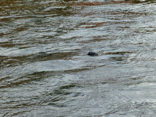 Filename=P1080158.JPG
Filesize=5932KiB
Dimensions=4320x3240
Date added=Sep 17, 2019 P1080158.JPG