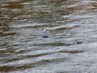 Filename=P1080159.JPG
Filesize=6054KiB
Dimensions=4320x3240
Date added=Sep 17, 2019 P1080159.JPG