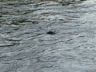 Filename=P1080160.JPG
Filesize=5720KiB
Dimensions=4320x3240
Date added=Sep 17, 2019 P1080160.JPG