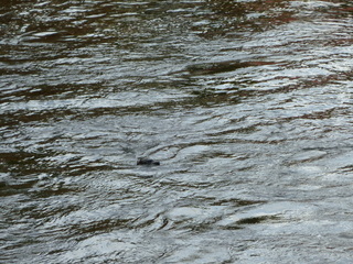 Filename=P1080163.JPG
Filesize=5995KiB
Dimensions=4320x3240
Date added=Sep 17, 2019 P1080163.JPG