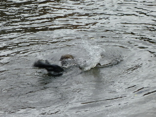 Filename=P1080191.JPG
Filesize=5690KiB
Dimensions=4320x3240
Date added=Sep 17, 2019 P1080191.JPG