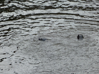 Filename=P1080192.JPG
Filesize=5730KiB
Dimensions=4320x3240
Date added=Sep 17, 2019 P1080192.JPG