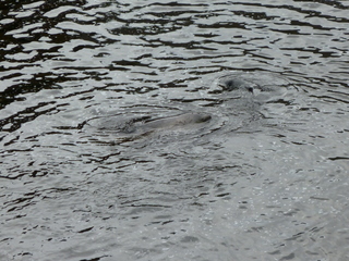 Filename=P1080193.JPG
Filesize=5799KiB
Dimensions=4320x3240
Date added=Sep 17, 2019 P1080193.JPG