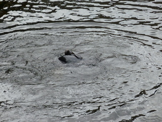 Filename=P1080194.JPG
Filesize=5802KiB
Dimensions=4320x3240
Date added=Sep 17, 2019 P1080194.JPG