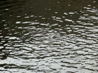 Filename=P1080196.JPG
Filesize=5605KiB
Dimensions=4320x3240
Date added=Sep 17, 2019 P1080196.JPG