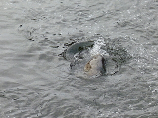 Filename=P1080197.JPG
Filesize=5690KiB
Dimensions=4320x3240
Date added=Sep 17, 2019 P1080197.JPG