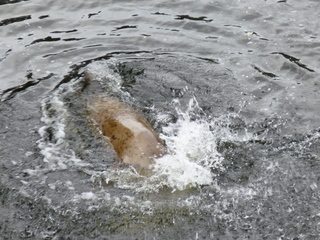 Filename=P1080198.JPG
Filesize=5467KiB
Dimensions=4320x3240
Date added=Sep 17, 2019 P1080198.JPG