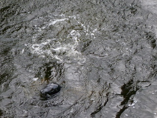 Filename=P1080200.JPG
Filesize=5931KiB
Dimensions=4320x3240
Date added=Sep 17, 2019 P1080200.JPG