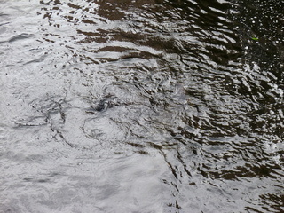 Filename=P1080202.JPG
Filesize=5966KiB
Dimensions=4320x3240
Date added=Sep 17, 2019 P1080202.JPG