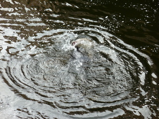 Filename=P1080204.JPG
Filesize=5885KiB
Dimensions=4320x3240
Date added=Sep 17, 2019 P1080204.JPG