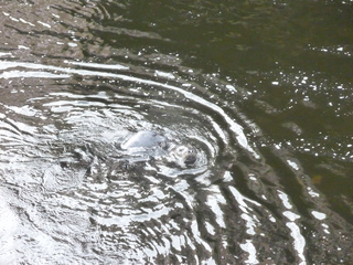 Filename=P1080205.JPG
Filesize=4934KiB
Dimensions=4320x3240
Date added=Sep 17, 2019 P1080205.JPG