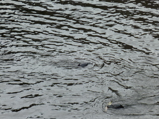 Filename=P1080209.JPG
Filesize=6000KiB
Dimensions=4320x3240
Date added=Sep 17, 2019 P1080209.JPG