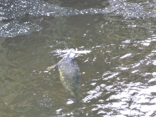 Filename=P1080210.JPG
Filesize=4147KiB
Dimensions=4320x3240
Date added=Sep 17, 2019 P1080210.JPG