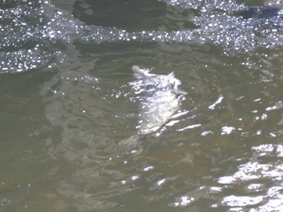 Filename=P1080211.JPG
Filesize=5108KiB
Dimensions=4320x3240
Date added=Sep 17, 2019 P1080211.JPG