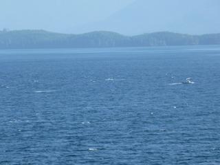 Filename=P1080247.JPG
Filesize=5333KiB
Dimensions=4320x3240
Date added=Sep 17, 2019 P1080247.JPG