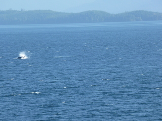 Filename=P1080248.JPG
Filesize=5203KiB
Dimensions=4320x3240
Date added=Sep 17, 2019 P1080248.JPG