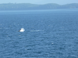 Filename=P1080249.JPG
Filesize=5702KiB
Dimensions=4320x3240
Date added=Sep 17, 2019 P1080249.JPG