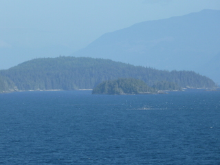 Filename=P1080273.JPG
Filesize=5649KiB
Dimensions=4320x3240
Date added=Sep 17, 2019 P1080273.JPG