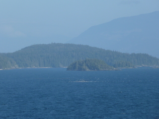 Filename=P1080274.JPG
Filesize=5276KiB
Dimensions=4320x3240
Date added=Sep 17, 2019 P1080274.JPG