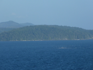 Filename=P1080275.JPG
Filesize=5396KiB
Dimensions=4320x3240
Date added=Sep 17, 2019 P1080275.JPG