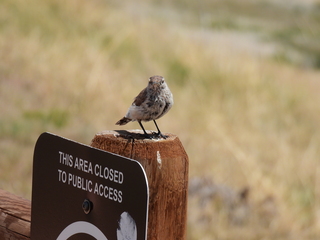 Filename=DSCN1573.JPG
Filesize=7356KiB
Dimensions=4608x3456
Date added=Jul 08, 2022 DSCN1573.JPG