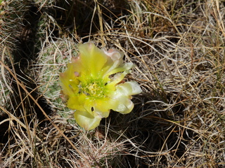 Filename=DSCN1583.JPG
Filesize=6950KiB
Dimensions=4608x3456
Date added=Jul 08, 2022 DSCN1583.JPG