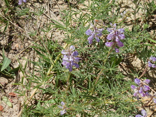 Filename=DSCN1691.JPG
Filesize=7305KiB
Dimensions=4608x3456
Date added=Jul 08, 2022 DSCN1691.JPG