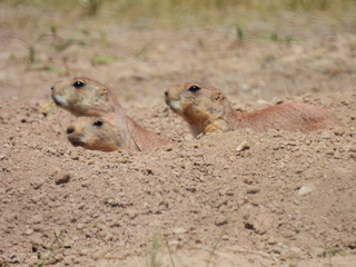 Filename=DSCN1744.JPG
Filesize=6853KiB
Dimensions=4608x3456
Date added=Jul 08, 2022 DSCN1744.JPG