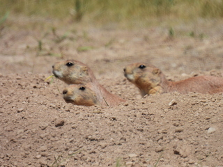 Filename=DSCN1745.JPG
Filesize=6751KiB
Dimensions=4608x3456
Date added=Jul 08, 2022 DSCN1745.JPG