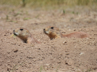 Filename=DSCN1746.JPG
Filesize=6612KiB
Dimensions=4608x3456
Date added=Jul 08, 2022 DSCN1746.JPG