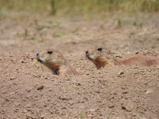 Filename=DSCN1747.JPG
Filesize=6682KiB
Dimensions=4608x3456
Date added=Jul 08, 2022 DSCN1747.JPG