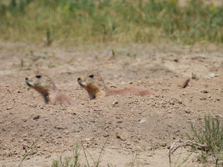 Filename=DSCN1750.JPG
Filesize=7937KiB
Dimensions=4608x3456
Date added=Jul 08, 2022 DSCN1750.JPG