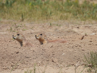 Filename=DSCN1751.JPG
Filesize=8005KiB
Dimensions=4608x3456
Date added=Jul 08, 2022 DSCN1751.JPG