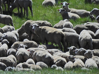 Filename=DSCN2432~0.JPG
Filesize=6938KiB
Dimensions=4608x3456
Date added=Jun 22, 2023 DSCN2432~0.JPG