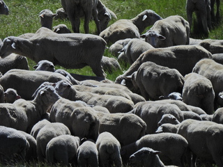 Filename=DSCN2434~0.JPG
Filesize=7054KiB
Dimensions=4608x3456
Date added=Jun 22, 2023 DSCN2434~0.JPG