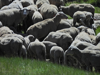 Filename=DSCN2435~0.JPG
Filesize=7407KiB
Dimensions=4608x3456
Date added=Jun 22, 2023 DSCN2435~0.JPG