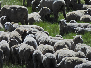 Filename=DSCN2436~0.JPG
Filesize=7547KiB
Dimensions=4608x3456
Date added=Jun 22, 2023 DSCN2436~0.JPG