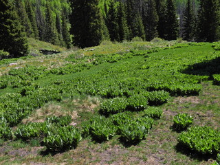 Filename=DSCN2468~0.JPG
Filesize=7303KiB
Dimensions=4608x3456
Date added=Jun 22, 2023 DSCN2468~0.JPG