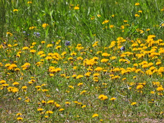 Filename=DSCN2490~0.JPG
Filesize=7330KiB
Dimensions=4608x3456
Date added=Jun 22, 2023 DSCN2490~0.JPG