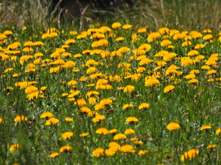 Filename=DSCN2492~0.JPG
Filesize=7230KiB
Dimensions=4608x3456
Date added=Jun 22, 2023 DSCN2492~0.JPG