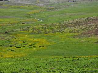 Filename=DSCN2501~0.JPG
Filesize=7082KiB
Dimensions=4608x3456
Date added=Jun 22, 2023 DSCN2501~0.JPG