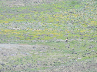 Filename=DSCN2631.JPG
Filesize=7126KiB
Dimensions=4608x3456
Date added=Jun 22, 2023 DSCN2631.JPG