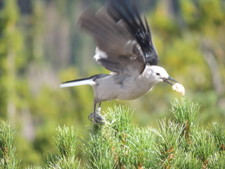 Filename=DSCN6354.JPG
Filesize=5938KiB
Dimensions=4608x3456
Date added=Sep 19, 2019 DSCN6354.JPG