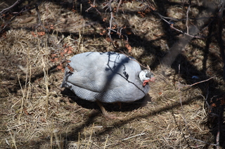 Filename=DSC_1229~1.JPG
Filesize=20497KiB
Dimensions=7360x4912
Date added=Mar 18, 2020 DSC_1229~1.JPG