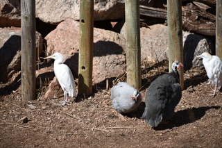 Filename=DSC_1230~1.JPG
Filesize=21755KiB
Dimensions=7360x4912
Date added=Mar 18, 2020 DSC_1230~1.JPG