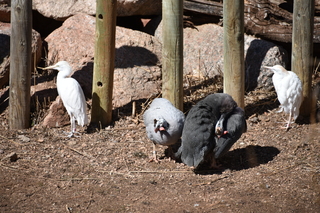 Filename=DSC_1231~0.JPG
Filesize=22640KiB
Dimensions=7360x4912
Date added=Mar 18, 2020 DSC_1231~0.JPG