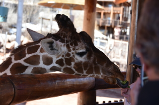 Filename=DSC_1233~1.JPG
Filesize=15625KiB
Dimensions=7360x4912
Date added=Mar 18, 2020 DSC_1233~1.JPG