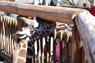 Filename=DSC_1236~0.JPG
Filesize=18225KiB
Dimensions=7360x4912
Date added=Mar 18, 2020 DSC_1236~0.JPG