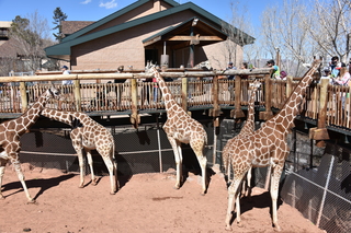 Filename=DSC_1237~0.JPG
Filesize=25644KiB
Dimensions=7360x4912
Date added=Mar 18, 2020 DSC_1237~0.JPG