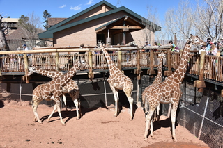 Filename=DSC_1238~0.JPG
Filesize=25820KiB
Dimensions=7360x4912
Date added=Mar 18, 2020 DSC_1238~0.JPG